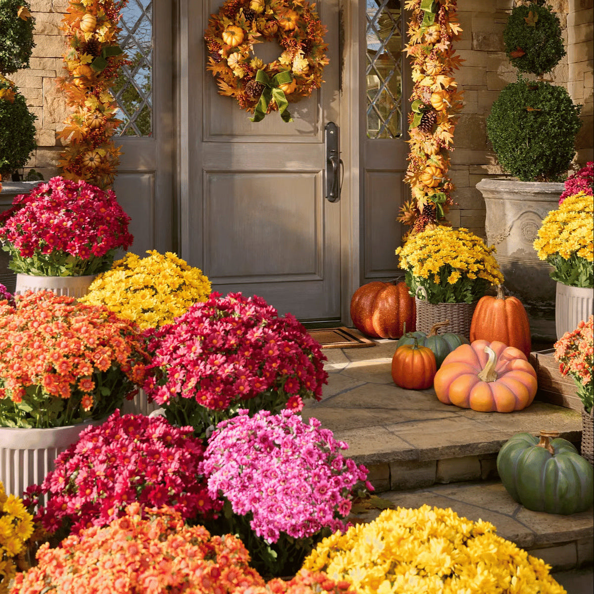 💥Last Day 50% OFF🌼- Artificial Outdoor Sunset Mums Flowers - UV resistant, Waterproof, Windproof