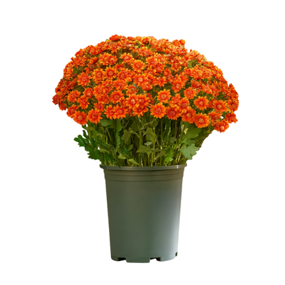💥Last Day 50% OFF🌼- Artificial Outdoor Sunset Mums Flowers - UV resistant, Waterproof, Windproof