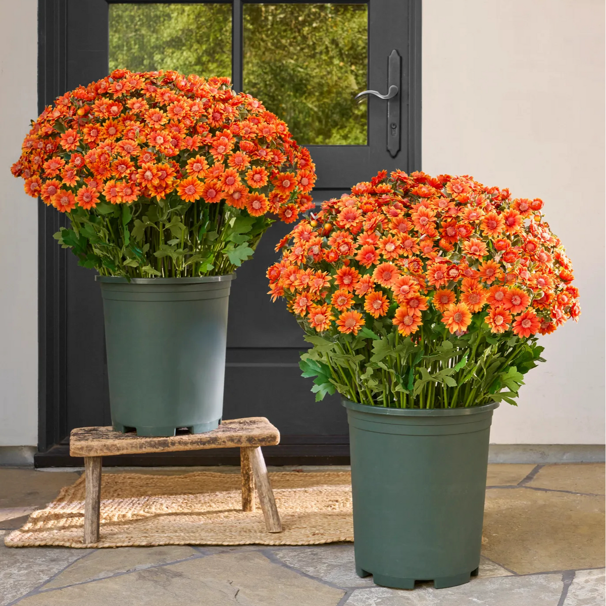 💥Last Day 50% OFF🌼- Artificial Outdoor Sunset Mums Flowers - UV resistant, Waterproof, Windproof