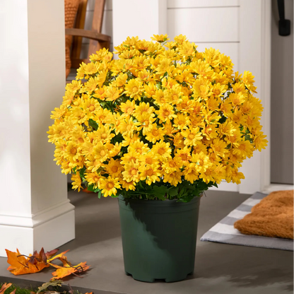 💥Last Day 50% OFF🌼- Artificial Outdoor Sunset Mums Flowers - UV resistant, Waterproof, Windproof