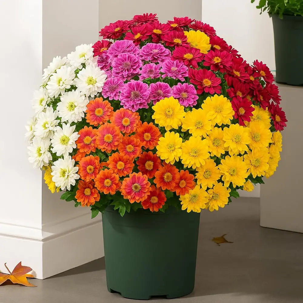 💥Last Day 50% OFF🌼- Artificial Outdoor Sunset Mums Flowers - UV resistant, Waterproof, Windproof
