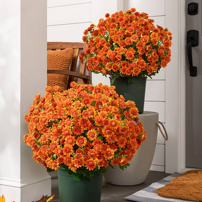 💥Last Day 50% OFF🌼- Artificial Outdoor Sunset Mums Flowers - UV resistant, Waterproof, Windproof