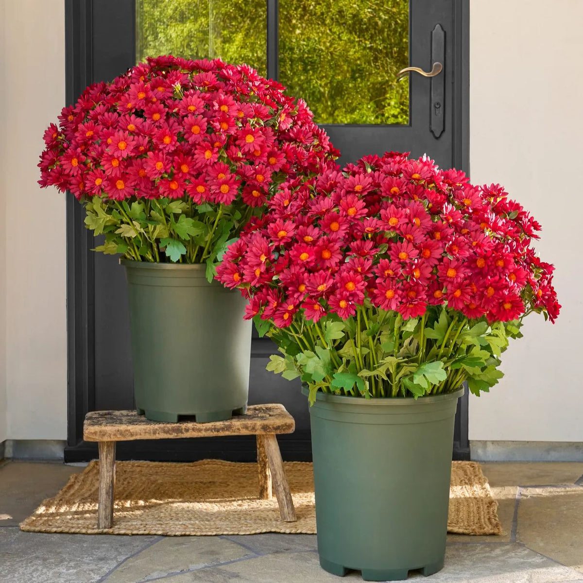 💥Last Day 50% OFF🌼- Artificial Outdoor Sunset Mums Flowers - UV resistant, Waterproof, Windproof