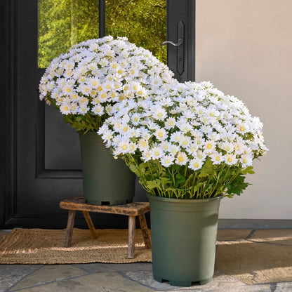 💥Last Day 50% OFF🌼- Artificial Outdoor Sunset Mums Flowers - UV resistant, Waterproof, Windproof