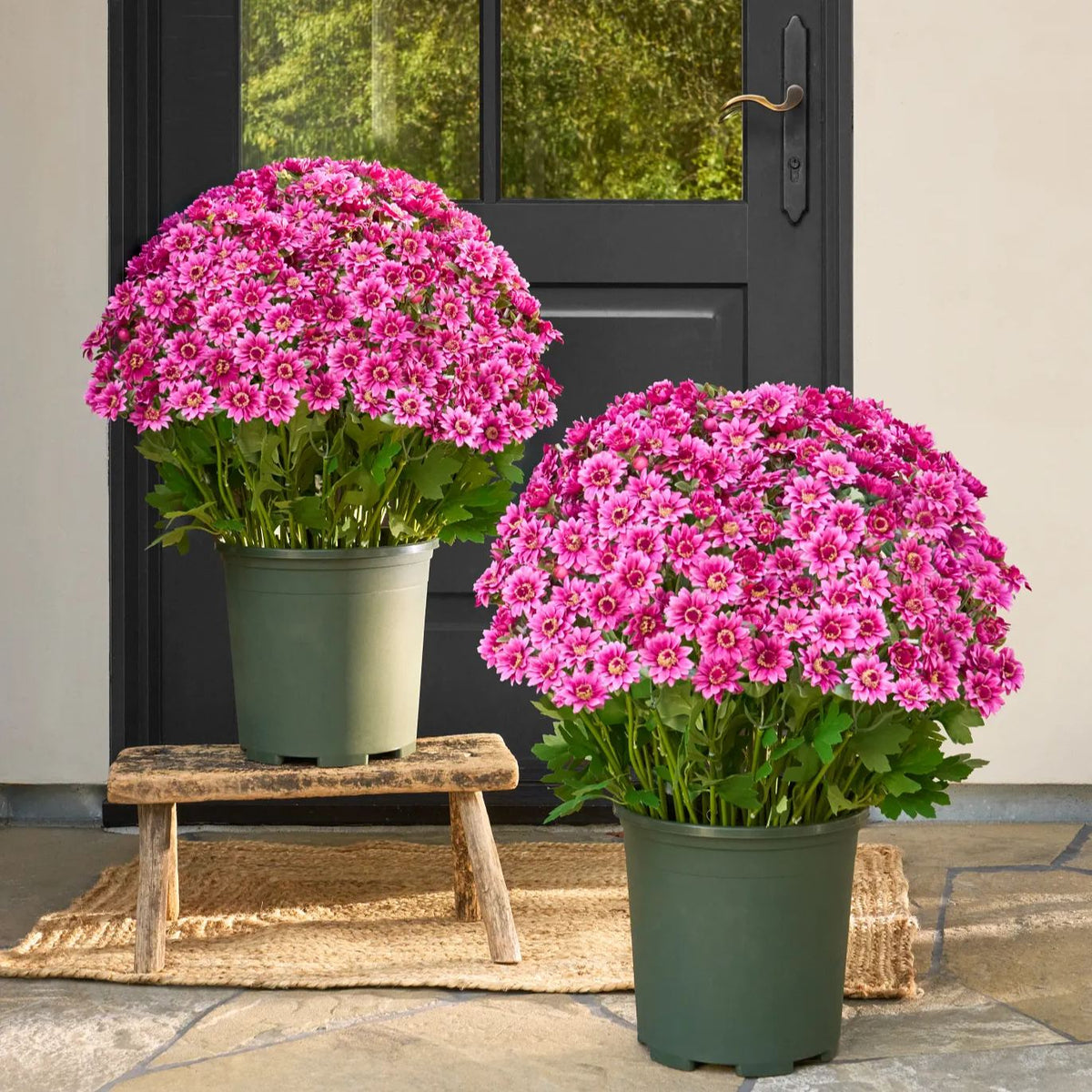 💥Last Day 50% OFF🌼- Artificial Outdoor Sunset Mums Flowers - UV resistant, Waterproof, Windproof