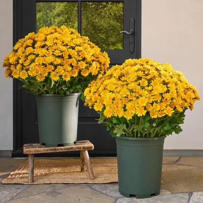 💥Last Day 50% OFF🌼- Artificial Outdoor Sunset Mums Flowers - UV resistant, Waterproof, Windproof