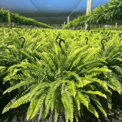🌿 Glowing Boston Fern with Lights – Zero Water, Zero Mess, 100% Cozy